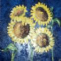 p20 Girasoles sobre fondo azl leo sobre lienzo 73x73cm. 2002